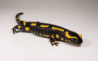 La Salamandre, un amphibien urodèle, est le nom de code de développement d'Ubuntu 13.10.