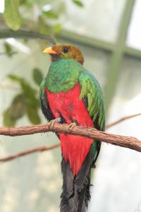 Le quetzal, un oiseau tropical d'Amérique centrale, est le nom de code de développement d'Ubuntu 12.10.